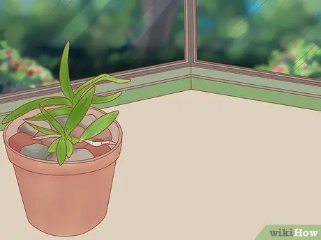 Уход за орхидеей дендробиум Шаг 5