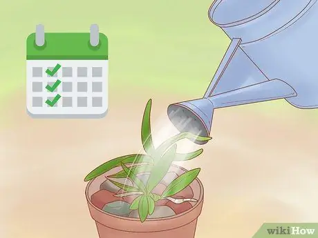 Уход за орхидеей дендробиум Шаг 6