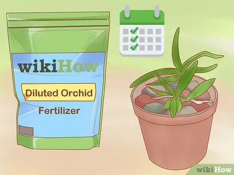 Уход за орхидеей дендробиум Шаг 7