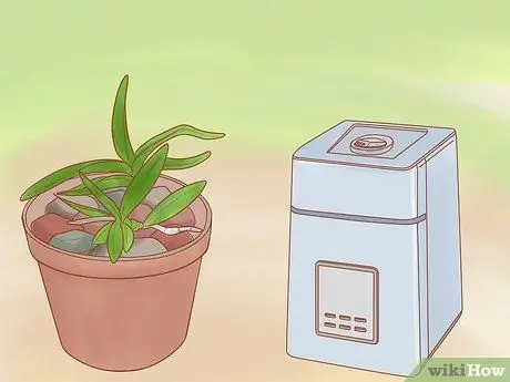 Уход за орхидеей дендробиум Шаг 8