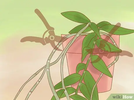 Уход за орхидеей дендробиум Шаг 9