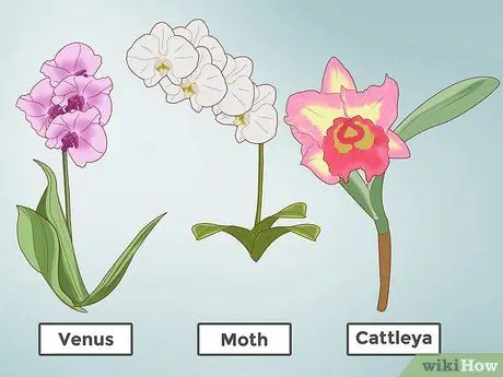 Посадить орхидеи в горшок Шаг 1