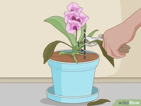 Посадить орхидеи в горшок Шаг 12