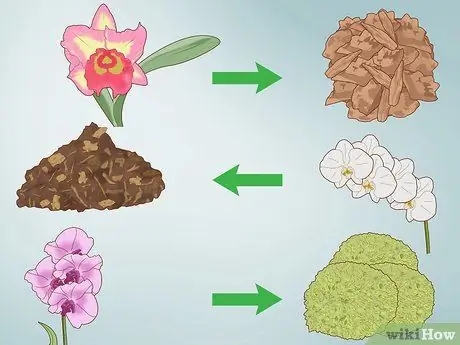Посадить орхидеи в горшок Шаг 3