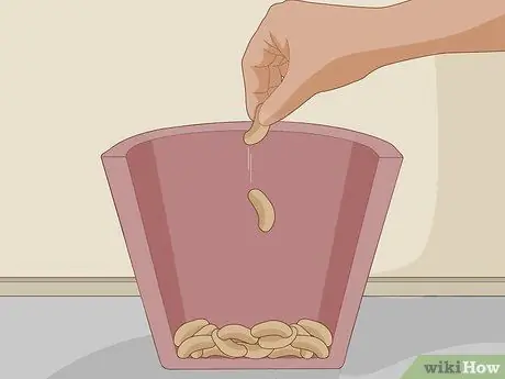 Посадить орхидеи в горшок Шаг 4