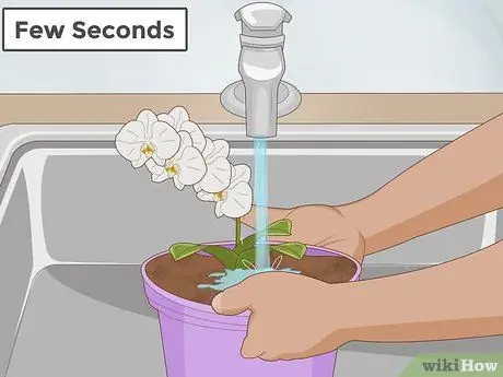 Посадить орхидеи в горшок Шаг 9