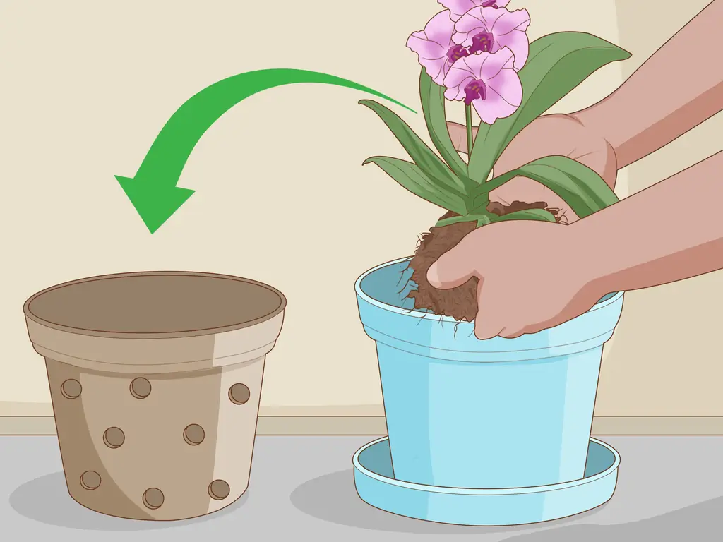 Как сажать орхидеи в горшок: 13 шагов (с иллюстрациями)