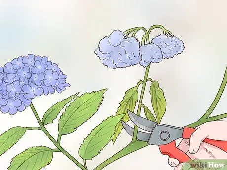 Срезанная цветущая гортензия Шаг 10 Срезанная цветущая гортензия Шаг 10