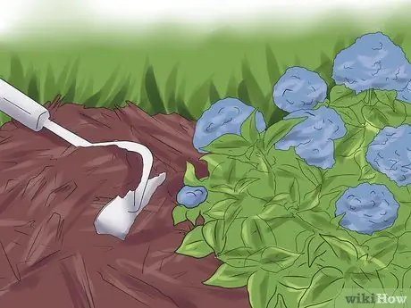 Мульча Гортензии Шаг 11