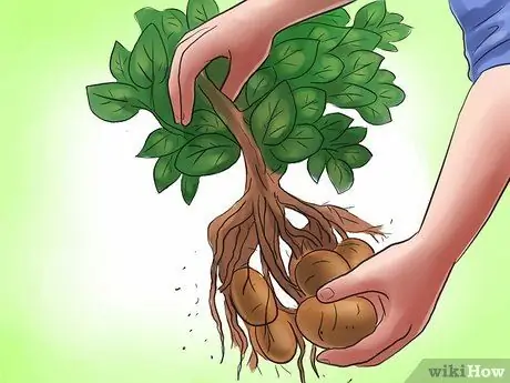 Сажать картофель в горшки Шаг 24
