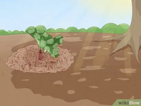 Выращивайте ревень из семян, шаг 10