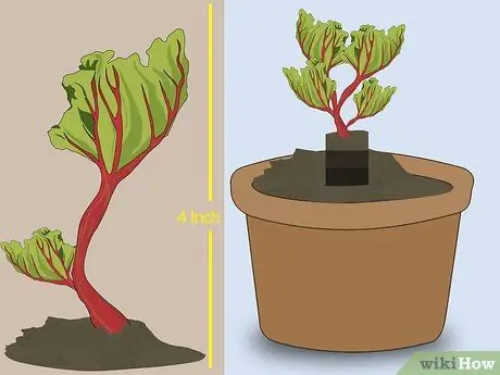 Выращивайте ревень из семян, шаг 7