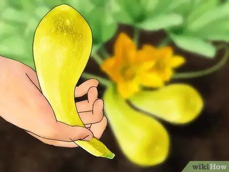 Вырастить желтый кабачок Шаг 10