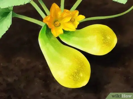 Вырастить желтый кабачок Шаг 11