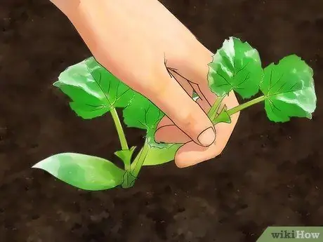 Вырастить желтый кабачок Шаг 6