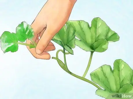 Вырастить желтый кабачок Шаг 8