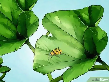 Вырастить желтый кабачок Шаг 9