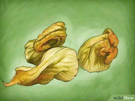 Выращивание мускатной тыквы, шаг 7