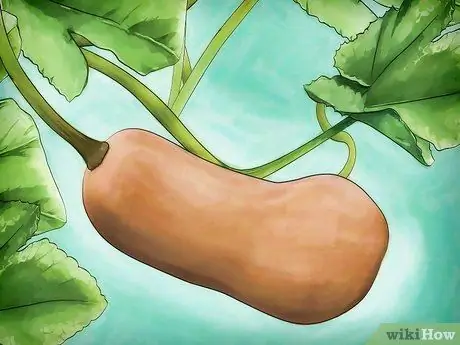 Выращивание мускатной тыквы, шаг 9