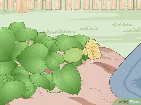Выращивание зимней тыквы, шаг 10