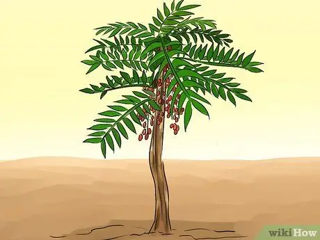 Возьмите Тонгкат Али Шаг 7