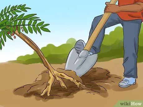 Возьмите Тонгкат Али Шаг 8