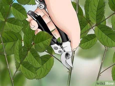 Черносливовые розы зимой, шаг 2