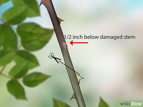 Черносливовые розы зимой, шаг 4