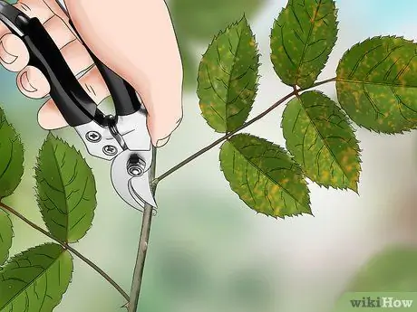 Черносливовые розы зимой, шаг 5