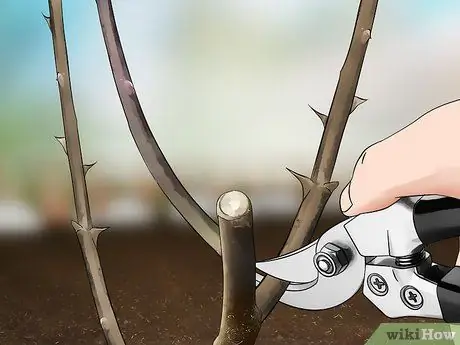 Черносливовые розы зимой, шаг 6