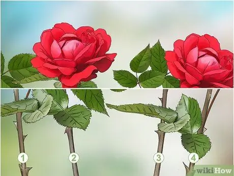 Черносливовые розы зимой, шаг 7