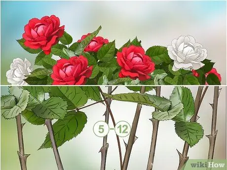 Черносливовые розы зимой, шаг 8