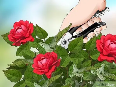 Черносливовые розы зимой, шаг 9