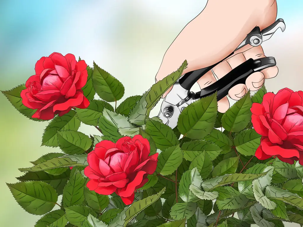 Как обрезать розы зимой: 9 шагов (с иллюстрациями)