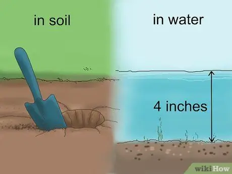 Выращивание змеиной травы, шаг 1