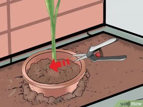 Выращивание змеиной травы Шаг 10