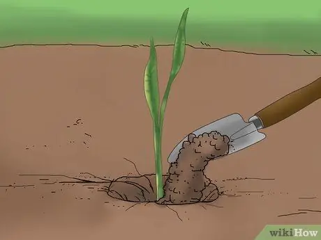 Выращивание змеиной травы, шаг 3