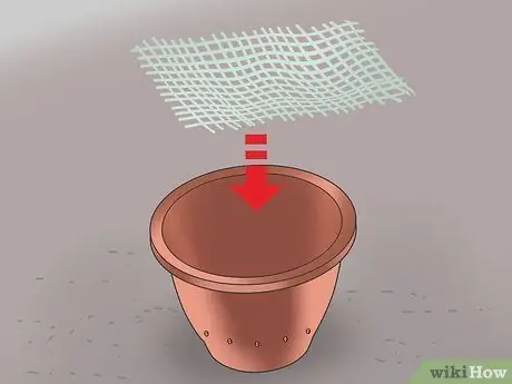 Выращивание змеиной травы Шаг 5