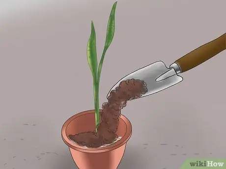 Выращивание змеиной травы Шаг 6