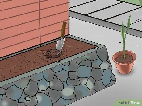 Выращивание змеиной травы Шаг 7