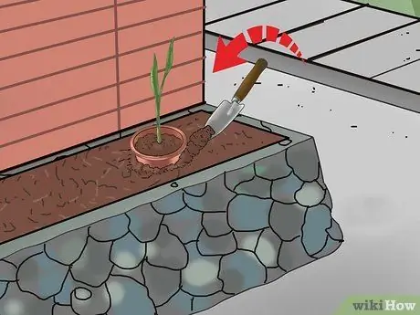 Выращивание змеиной травы Шаг 8