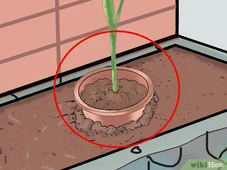 Выращивание змеиной травы Шаг 9