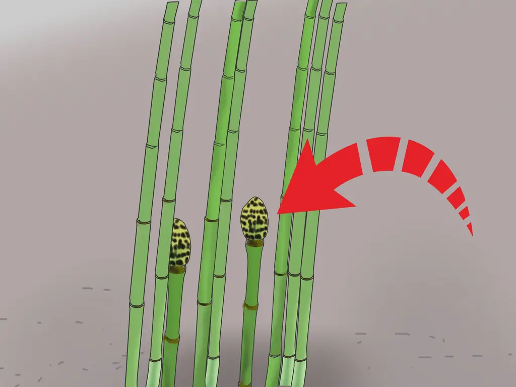 3 способа выращивания змеиной травы