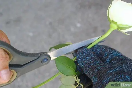 Создание синих роз, шаг 2