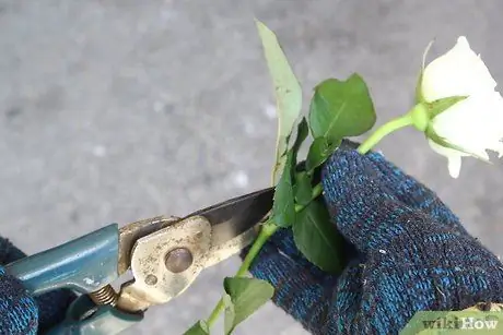 Создание синих роз. Шаг 8