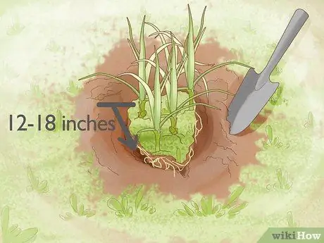 Избавиться от ореховой травы, шаг 4