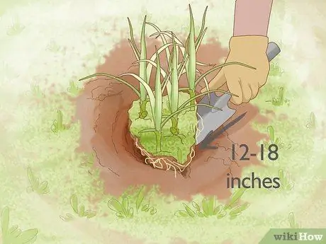 Избавиться от ореховой травы, шаг 6