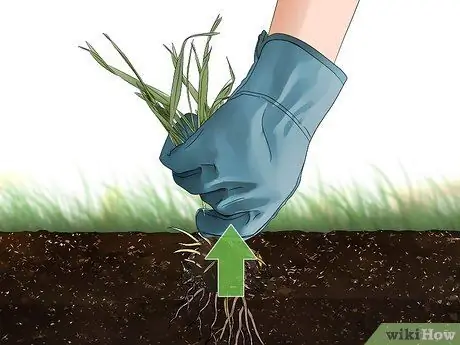 Избавиться от Crabgrass Шаг 6