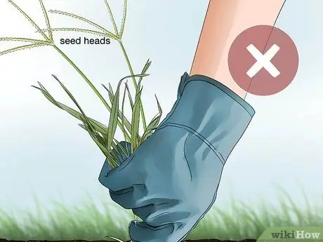 Избавиться от Crabgrass Шаг 8