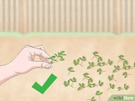 Kill Prostrate Spurge, шаг 10